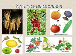 Демократия на планшет 8 дюймов андроид