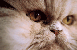 Bailey, M. Stewart, 2003