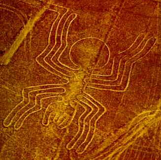 spider