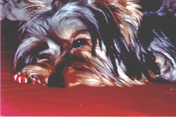 Gizmoe, our dog