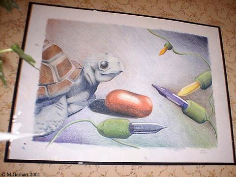 Colored Pencil Turtle