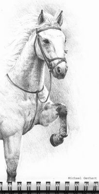 Horse Sketch