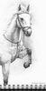 Horse Sketch