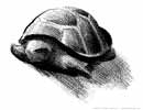 Turtle Sketch