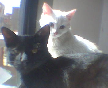 Pepe & Ra Sky