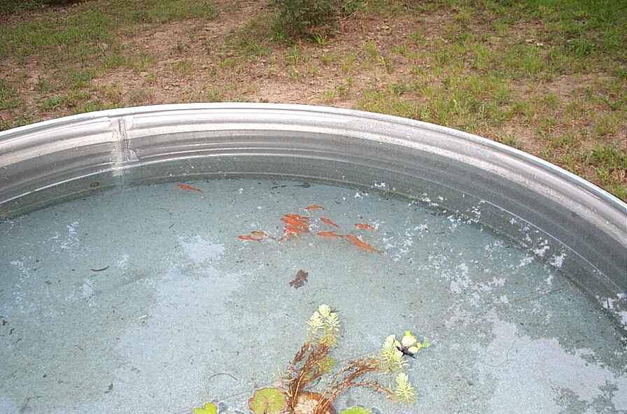 fish1.jpg