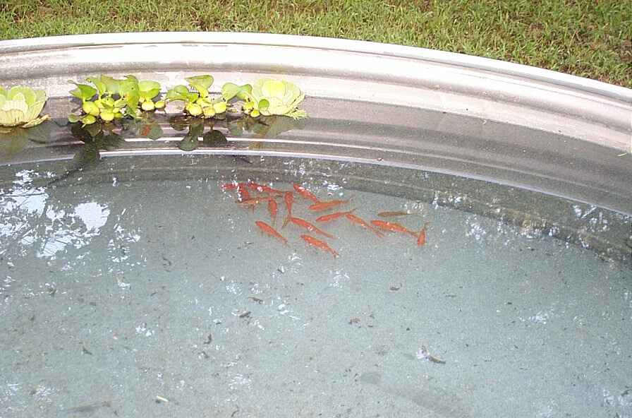 fish2.jpg