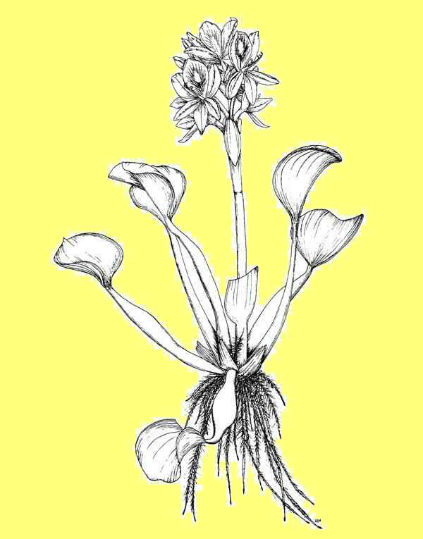 hyacinth_ylw.jpg