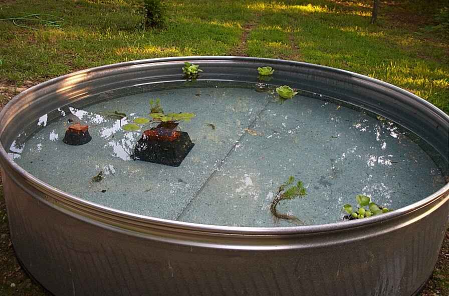 pond_full.jpg