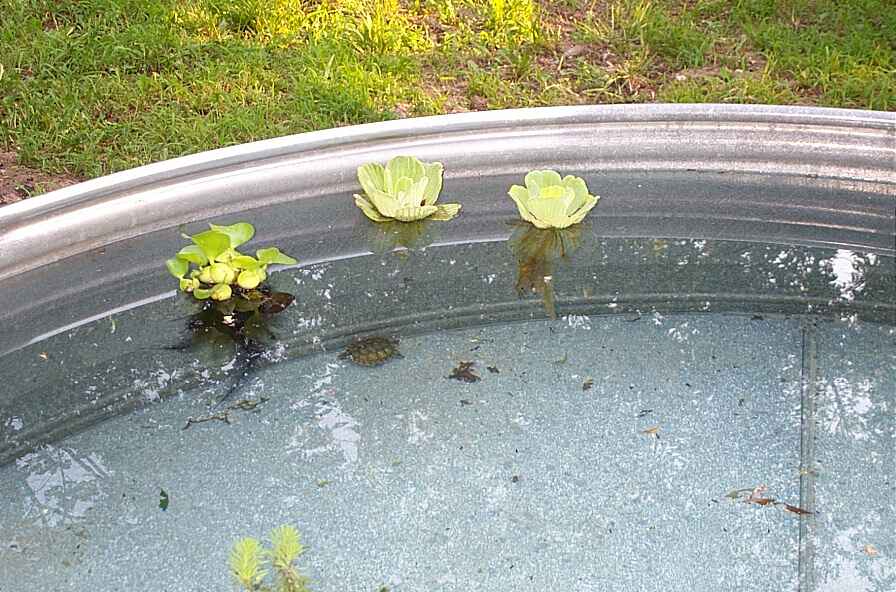 pond_lettuce_turt.jpg