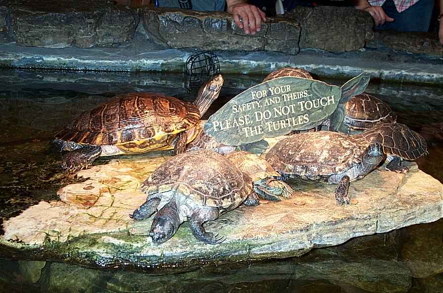 turtles_BassPro3.jpg