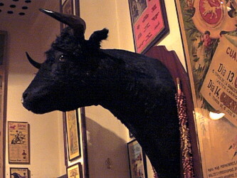 stier!