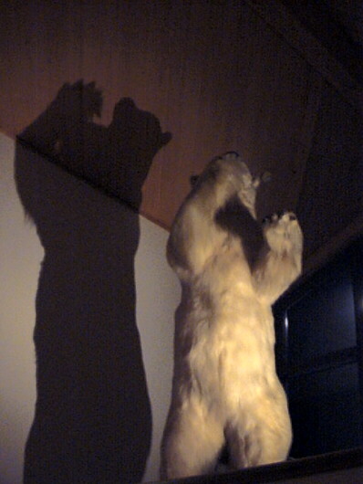 baer!