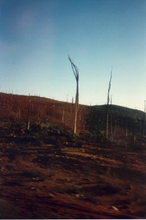 Siori Trees