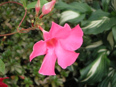 Pretty pink flower