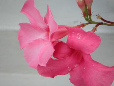 Nice pink flower