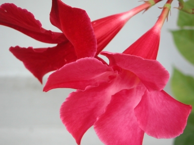 Yet another pink flower