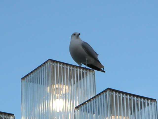 Birdzilla!