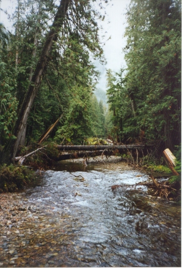 Ross Creek Cedars State Park, Libby, Montana
