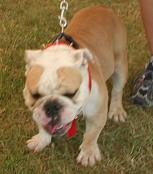 tech mascot