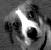 One krazy dog.