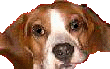 My krazy beagle, Indy, named after Indiana Jones