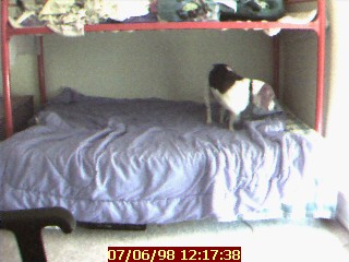 Indy finds the opening under the bed covers