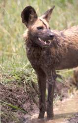 African Wild Dog