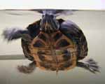 Benita the turtle