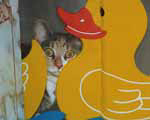 Lola the cat with the shower curtain