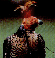 Home: La Falconeria in Italia