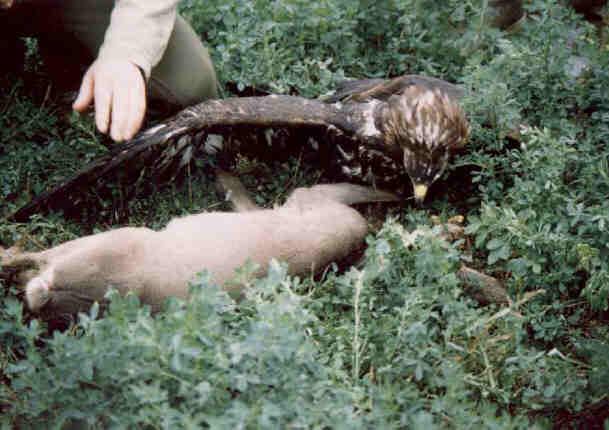 Aquila reale su capriolo in Ungheria