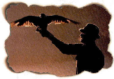 Falco sul pugno.       (Foto di J.Dominis)