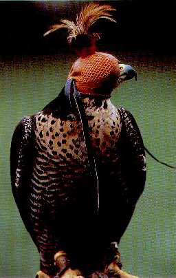 Falco incappucciato (foto di j.Donoso)