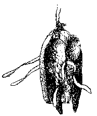 Logoro