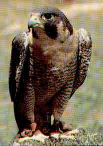 Falco pellegrino