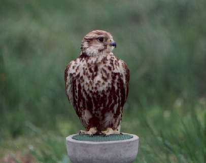 Sayb: falco sacro