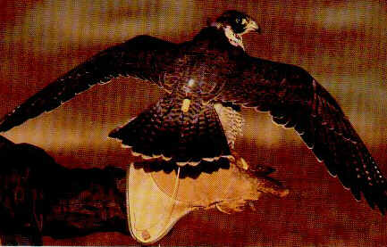 Falco con il trasmettitore.  Foto di P.Cavendish