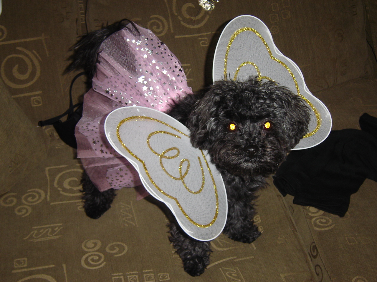 Tinkerbell Zoe