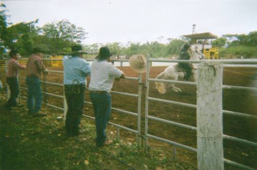Cowboy Butts
Cowboys watching a rider at Na'alehu Rodeo
Photo by Mitchell "Mickey"Lasco
