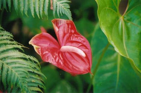 Red Anthurium
Photo by Mitchell "Mickey" Lasco
Laupahoehoe, HI March 2006
