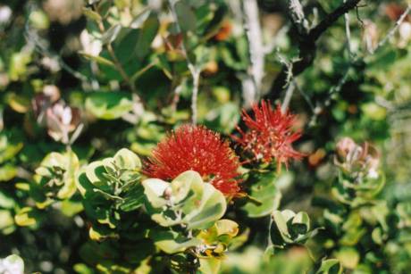 Red Lehua
Photo by Mitchell "Mickey" Lasco
Volcano National Park, August 2005