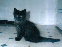 Tunker