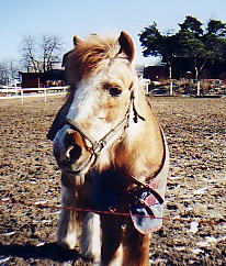 Myran, min lilla �lskling!