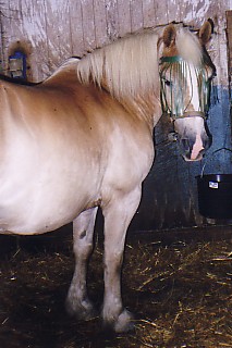 Malins ridl�gerh�st Flingan sommaren 2002