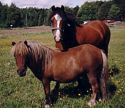 Cayla och Lilleman en fin sommardag