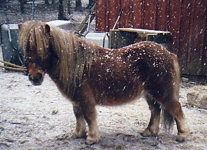 Nadas minishettis Lillis en vinter f�r l�nge sedan...