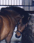 Maja