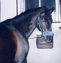 Najda
