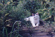 Nadas katt Tiger ligger i en djungel av v�xter